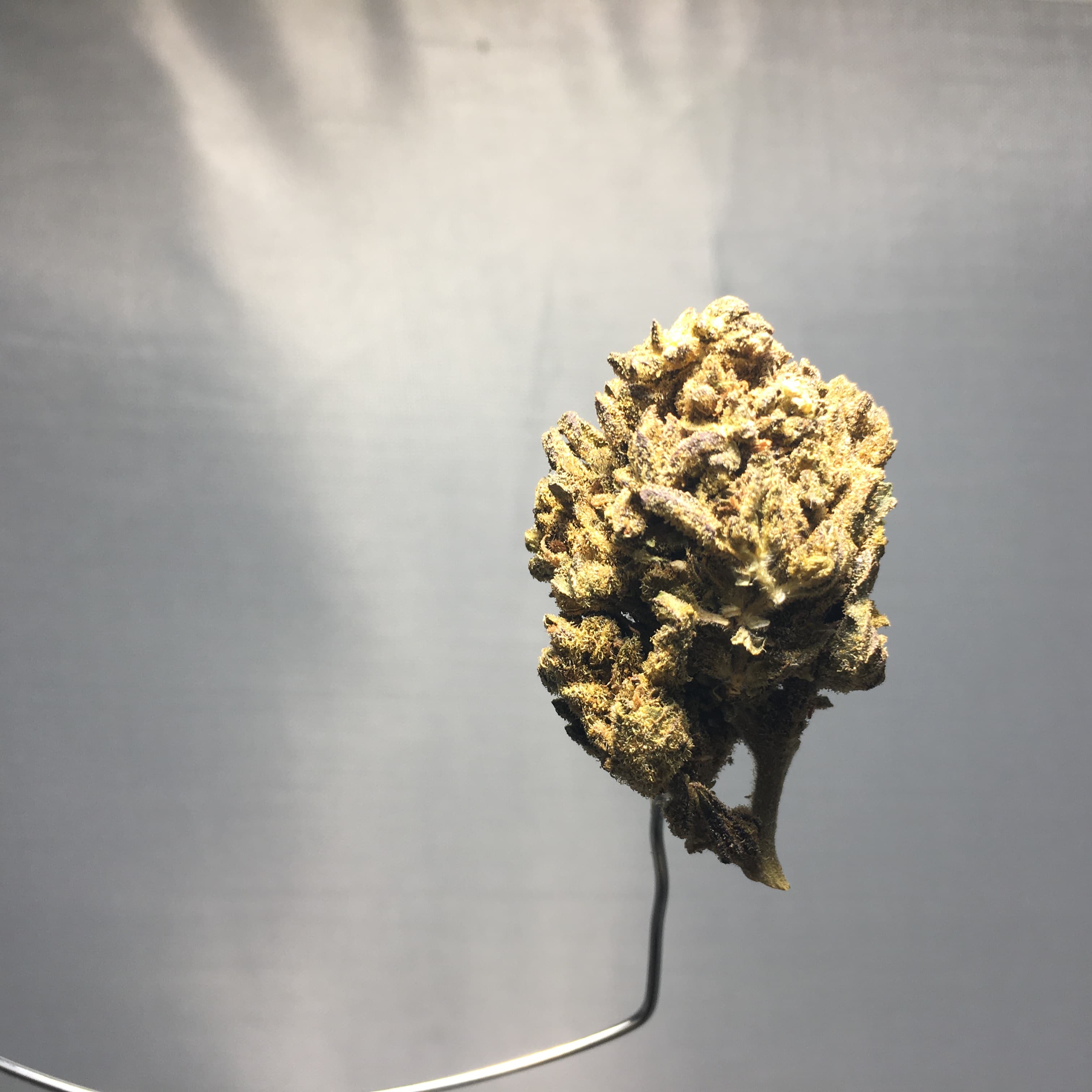 Apple Fritter